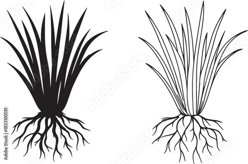  Fresh grass and its sketched outline with visible root systems silhouette and line art