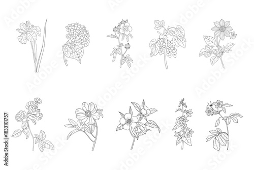 Botanical flowers line art, delicate hand-drawn floral illustrations, minimalist vintage flower set