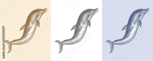 Hand-drawn dolphin engraving, vintage marine mammal etching, Sepia, black and White, and blue sketch style, ocean wildlife decor, old engraving illustration, vintage print, nice for trendy designs