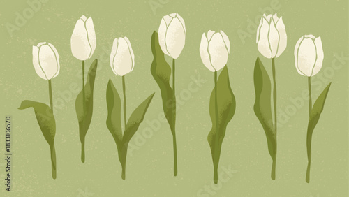 Set Of Abstract White Tulips With Leaves. Vector illustration of spring flowers with modern textures for the design of postcards, covers, posters