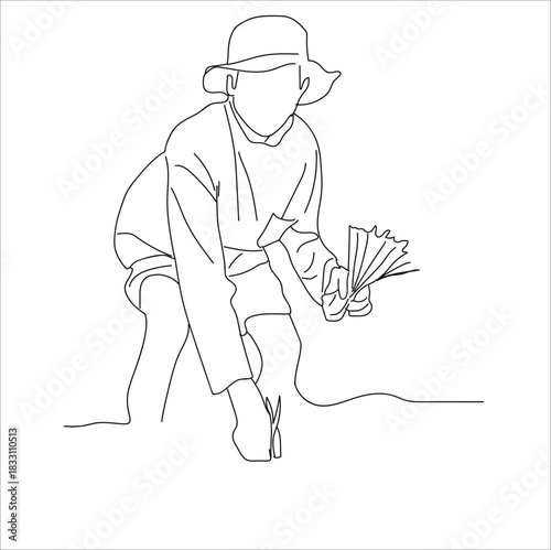 farmers plant rice, A man plants bunches of young rice in a paddie.