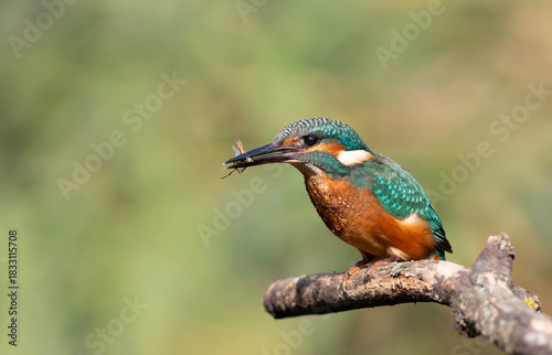 Kingfisher Profile with Prey in Beak