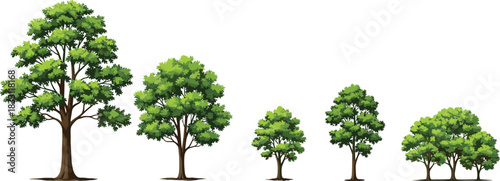 Natural Green Deciduous Trees of Various Sizes and Shapes, Ranging from Sapling to Mature Tree, Isolated on White Background for Architectural and Landscape Design
