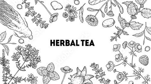 Herbal Tea vector drawing illustration. Herbal tea ingredients. Healthy food and drink . Vector drawing sketch collection. Engraved style.