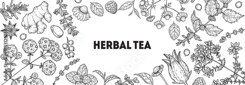 Herbal Tea vector drawing illustration. Herbal tea ingredients. Healthy food and drink . Vector drawing sketch collection. Engraved style.