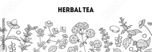 Herbal Tea vector drawing illustration. Herbal tea ingredients. Healthy food and drink . Vector drawing sketch collection. Engraved style.
