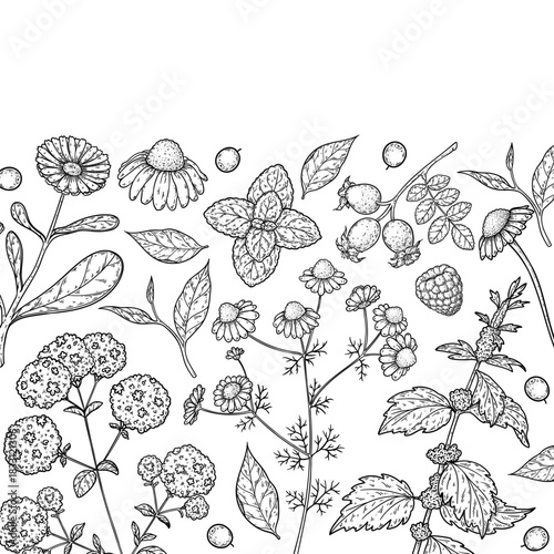 Herbal Tea vector drawing illustration. Herbal tea ingredients. Healthy food and drink . Vector drawing sketch collection. Engraved style.