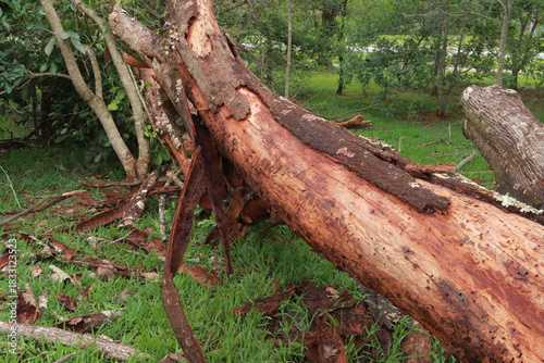 A large tree that fell over and was uprooted during a rain storm