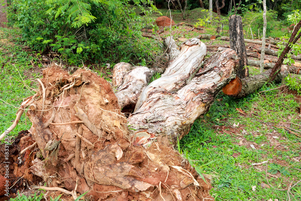 Obraz premium A large tree that fell over and was uprooted during a rain storm