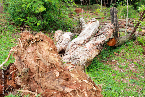 A large tree that fell over and was uprooted during a rain storm
