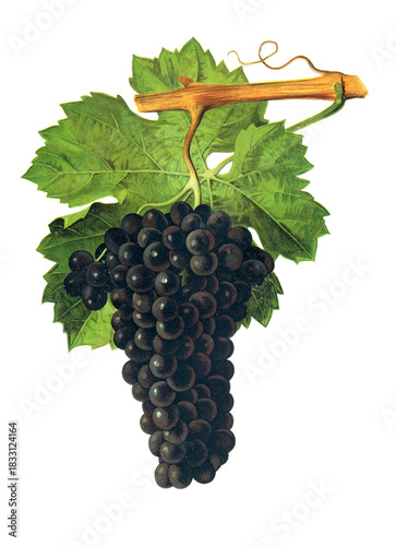 Photos Ampelograhie, Rebsortenkunde, Önologie, Weinbau, Weintraube, Weinrebe, Chenin No