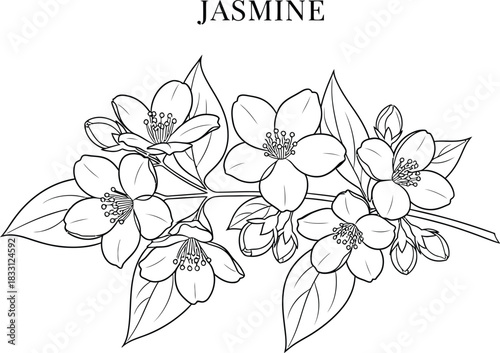 Delicate jasmine flowers and leaves line art illustration on a white background