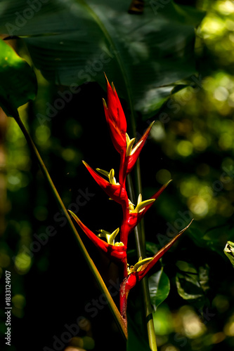 Close-up of a beautiful red Heliconia farinosa flower