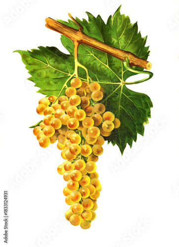 Foto Ampelograhie, Rebsortenkunde, Önologie, Weinbau, Weintraube, Weinrebe, Muscadell