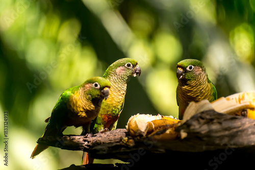 Free-range bird feeder with Maroon-bellied Parakeet (Pyrrhura frontalis) birds