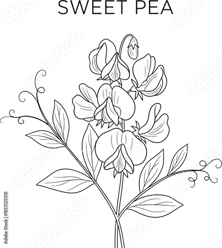 Elegant sweet pea flower illustration with delicate lines on a white background