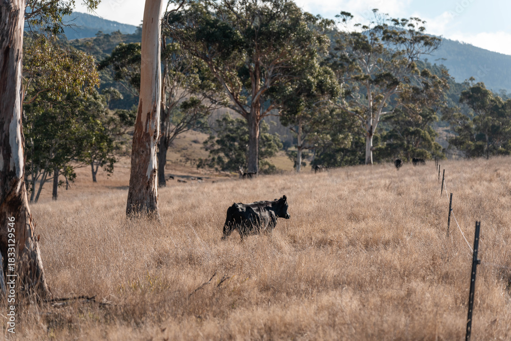 Obraz premium beautiful country landscape of cattle in Australia eating grass, grazing on pasture. Herd of cows free range beef being regenerative raised on an agricultural farm. Sustainable farming in tasmania