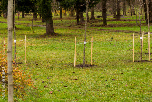 Bilde på lerret New trees supported by stakes are planted in a grassy area of a park, contributi