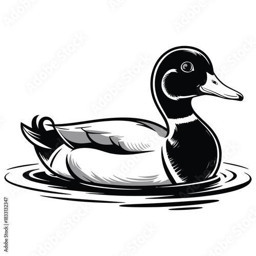 duck on white background