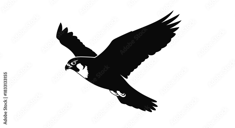 Fototapeta premium Silhouette of a Peregrine Falcon in Flight Against White.
