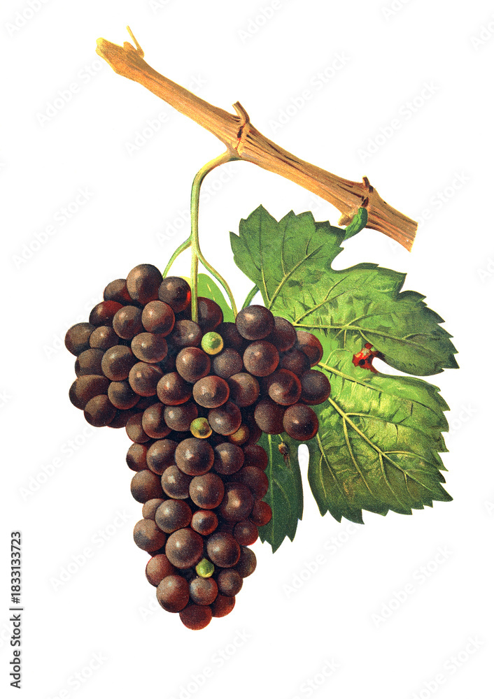 Fototapeta premium Ampelograhie, Rebsortenkunde, Önologie, Weinbau, Weintraube, Weinrebe, Mourvaison is a vigorous and late variety which must be pruned short and planted in warm and well-exposed terroirs