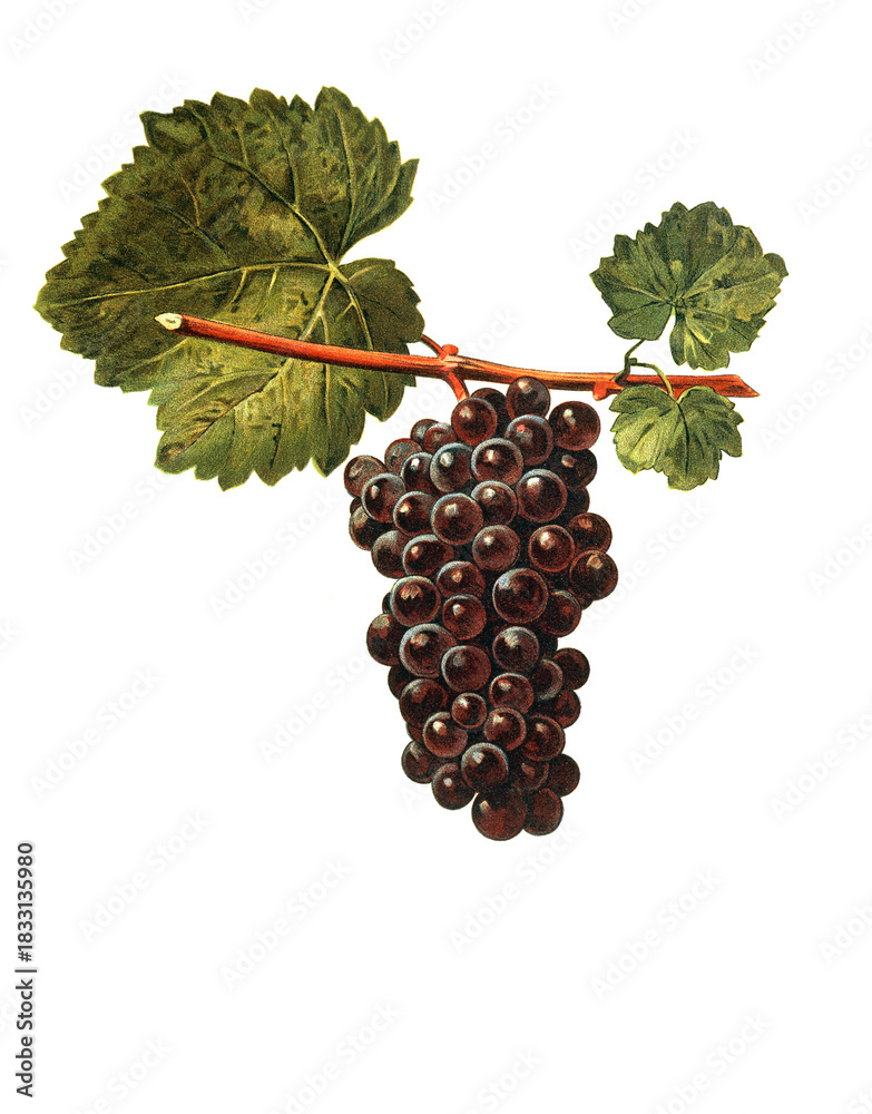 Fototapeta premium Ampelograhie, Rebsortenkunde, Önologie, Weinbau, Weintraube, Weinrebe, Donzellinho do Castello grape