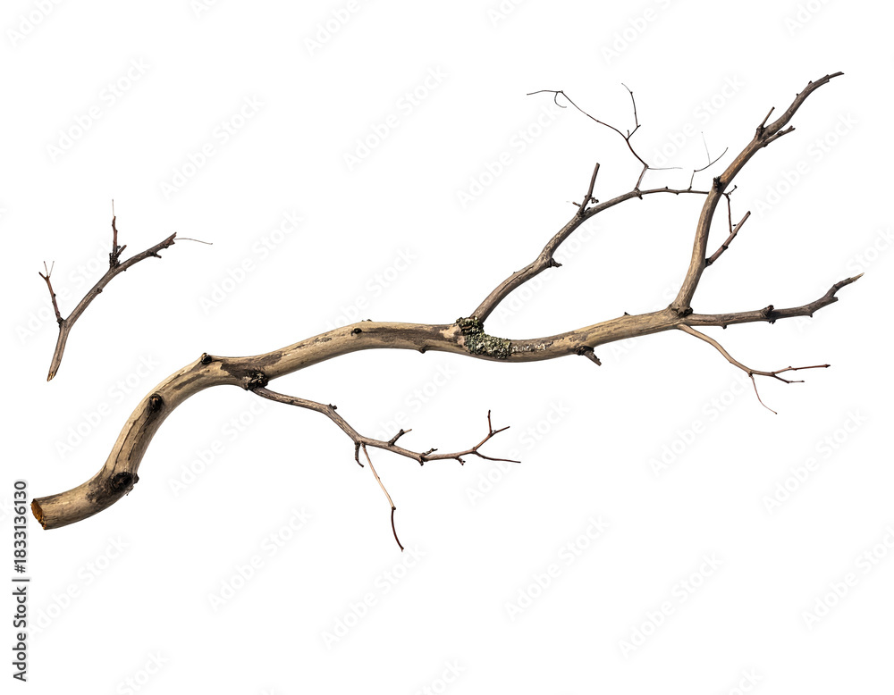 Fototapeta premium Two bare, dry wooden tree branches on a black background