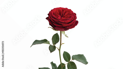 A single deep red rose photographed against a pure white background.  
