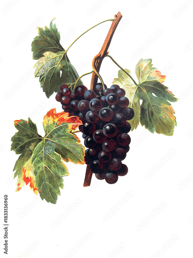 Obraz premium Ampelograhie, Rebsortenkunde, Önologie, Weinbau, Weintraube, Weinrebe, Mat Noir Hatif grape
