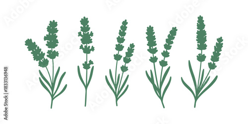 hand-drawn doodle of lavender flowers, isolated on white. It's from a vintage herbal graphic collection, great for tea packaging, natural organic products