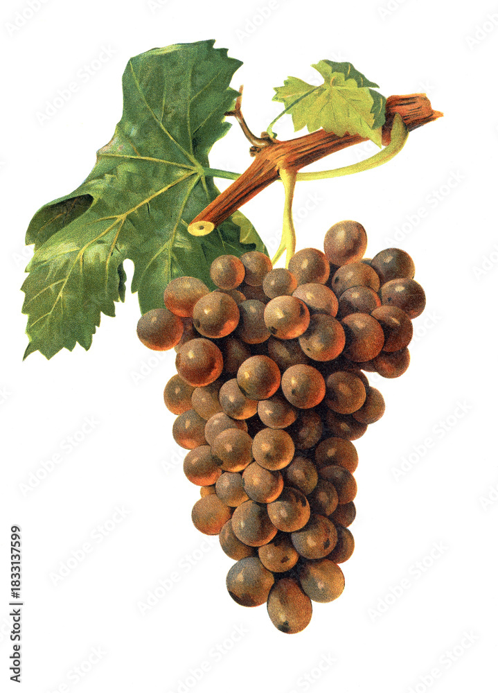 Fototapeta premium Ampelograhie, Rebsortenkunde, Önologie, Weinbau, Weintraube, Weinrebe, Terret Bourret grape
