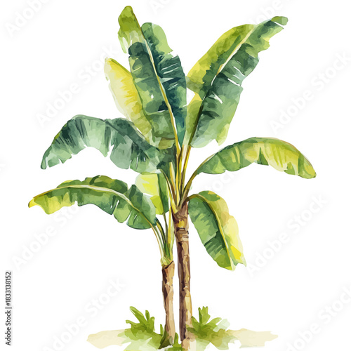 An Elegant banana tree painting design collection, Hand-painted watercolor style, vectorized, vector set available in EPS, Simple design, EPS format set, watercolor painting
