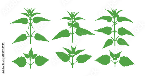Nettle wildflower, Urtica dioica, is illustrated by hand and set against a white background, making it ideal for designs related to tea, organic beauty products, natural remedies, or greeting cards.
