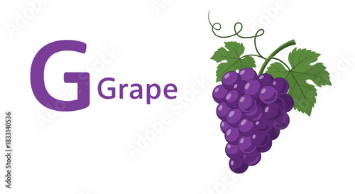 Colorful educational illustration of the letter G and the word "Grape" alongside a vibrant bunch of purple grapes with green leaves.