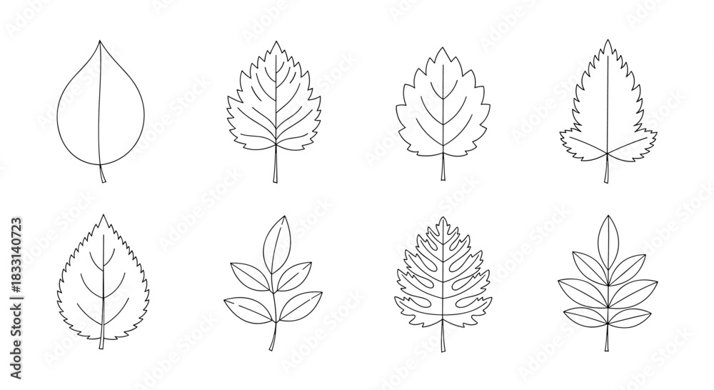 Fototapeta premium Detailed line art drawings showcasing eight different types of leaves, each with intricate vein patterns and distinct shapes.