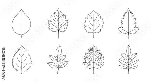 Detailed line art drawings showcasing eight different types of leaves, each with intricate vein patterns and distinct shapes.