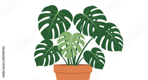 Lush Monstera deliciosa plant with its iconic large, fenestrated leaves, flourishing in a terracotta pot, for home decor.