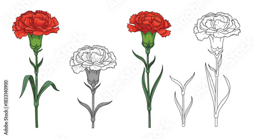 Detailed set of carnation flower illustrations, showcasing single stems in vibrant color, grayscale, and outline versions for diverse design needs.