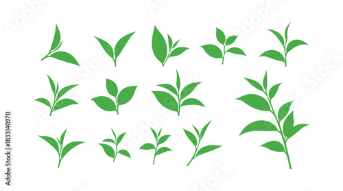 Illustrative set of green tea leaves in vector format

