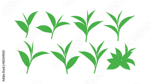 Vector art compilation of green tea leaves
