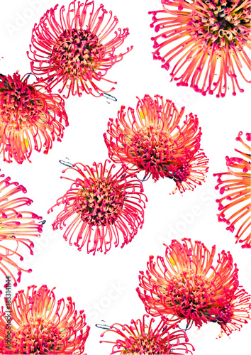 Pincushion Leucospermum isolated on white background
