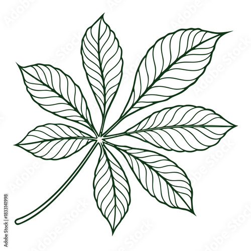 Outline drawing of a horse chestnut leaf