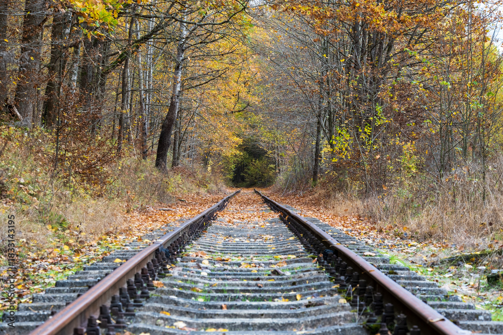 Fototapeta premium railroad tracks in the forest
