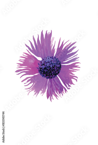 Watercolor Cornflower