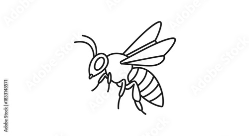 Detailed Line Art of a Honey Bee Illustration.