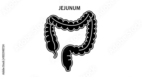 Illustration of the Jejunum Anatomy and Digestive System.