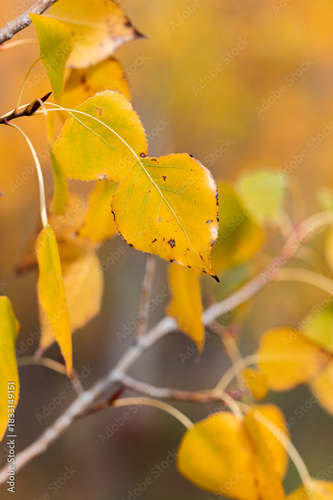 Obraz premium Colorful Autumn Leaves with Blurred Seasonal Background