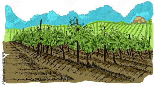 Vineyards stretch to the horizon with mountains and farm house far away. Hand-drawn sketch of vineyards on vintage wooden supports. Hand drawn color sketch vector illustration