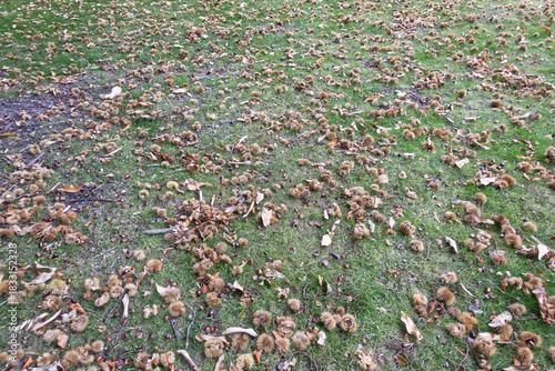 Glut of Sweet Chestnuts laying on grass. Sussex, England.