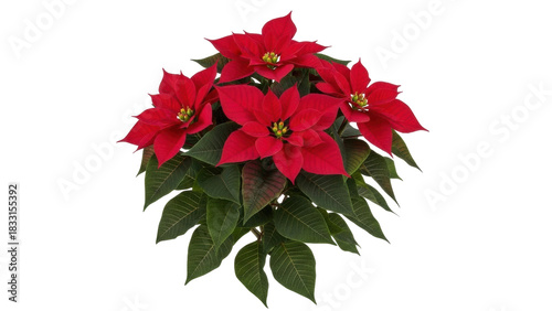 Isolated Festive Poinsettia plant with bright red bracts and lush green leaves, holiday cheer